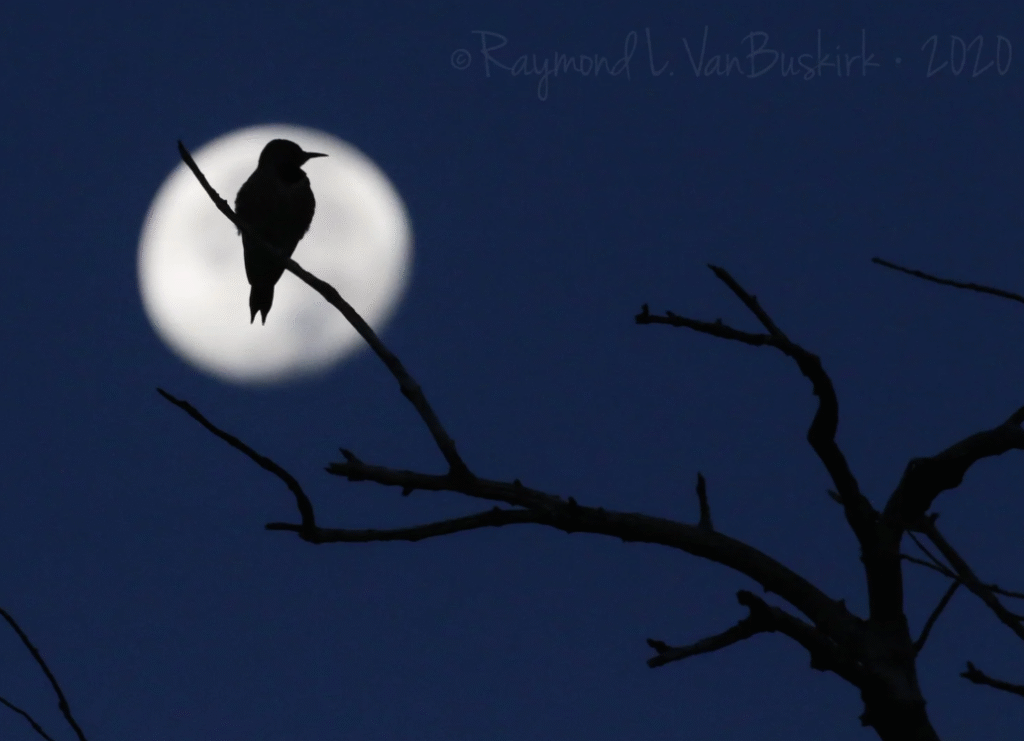 Birding at Ghost Ranch