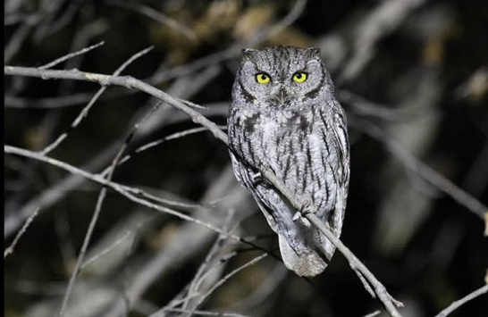 Hoo Are You?